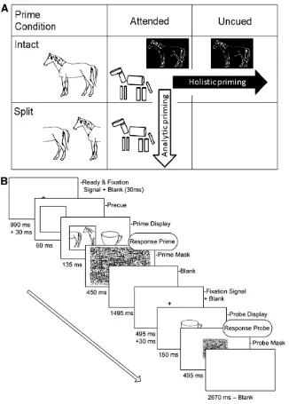 Fig. 1. (A). Examples of intact and split images used in the current study and graphic representation of the experimental design