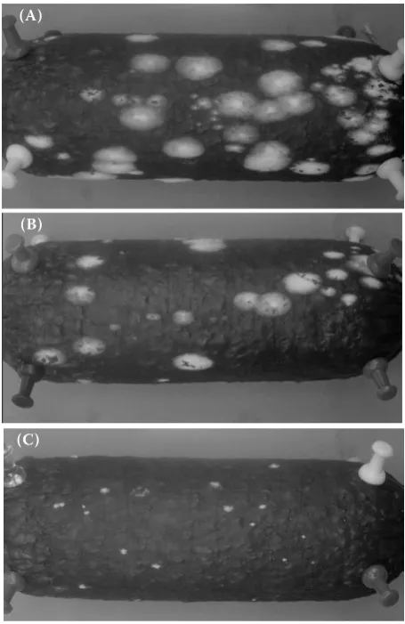 Figure 6. Picture of mould grown on cooked/dry sau-sage Vysočina after 20 days – (A) control; (B) sorban; 