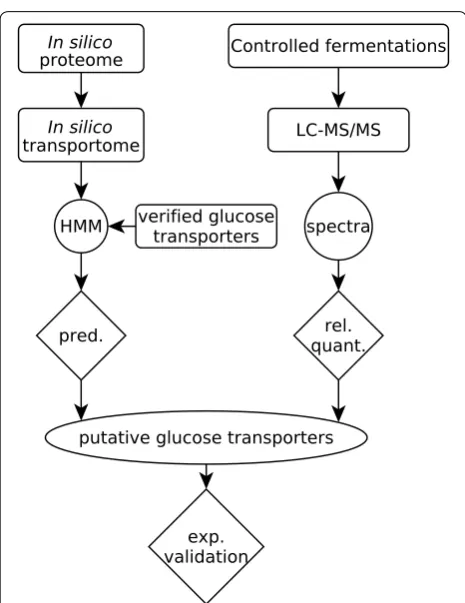 Fig. 1 Bioinformatic and proteomic profiling of the A. niger transpor‑tome. The flow chart outlines the complementary approach taken to identify putative glucose transporters