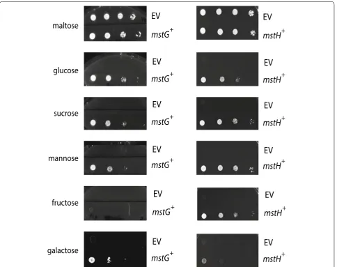 Fig. 5 MstG and MstH functional analysis. Growth of strain EBY.VW4000 containing the mstG gene (mstG+), mstH gene (mstH+), or harbouring the empty expression vector p426HXT7‑6His (EV) in minimal medium agar plates containing the following sugars at a final