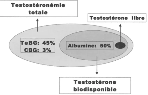 Figure 1 : Points d'impact de I'~ge, du stress et des dven- tuels traitements sur I'dquilibre hormonal hypothalamo- hypophyso-testiculaire