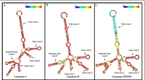 Figure 2 Predicted consensus secondary RRE structure: A consensus secondary structure of our RRE sequences were generated from, 20subtype C (panel A) and B (panel B) and 13 RRE sequences from this study (panel C) which uses multiple sequence alignment prog