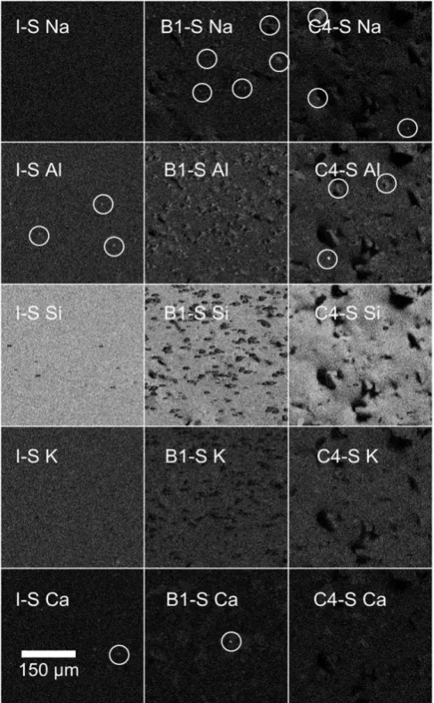 Fig.  4. Elemental weight % maps of calcium (Ca) and potassium (K) in the powered (P) Incisal (I), B1 and C4 samples