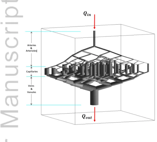 Figure 1. Morphological structure of the vascular model; branching of arteries and arterioles has been simulated down to six  levels