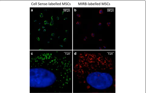 Fig. 1 Cell Sense-labelled MSCs and MIRB-labelled MSCs. MSCs were labelled with Cell Sense (10 mg/mL, green fluorescence;bMIRB (50 a and c) or with μg/mL, red fluorescence; b and d)