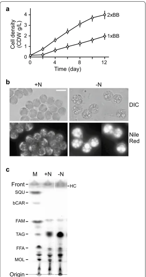Fig. 1 Characterization of the moderately growing subisolate from a Botryococcus CCALA 779 culture