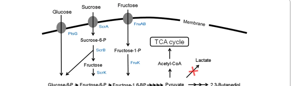 Fig. 1 Catabolic pathway of PTS‑mediated sugars contained in sugarcane molasses in component, E