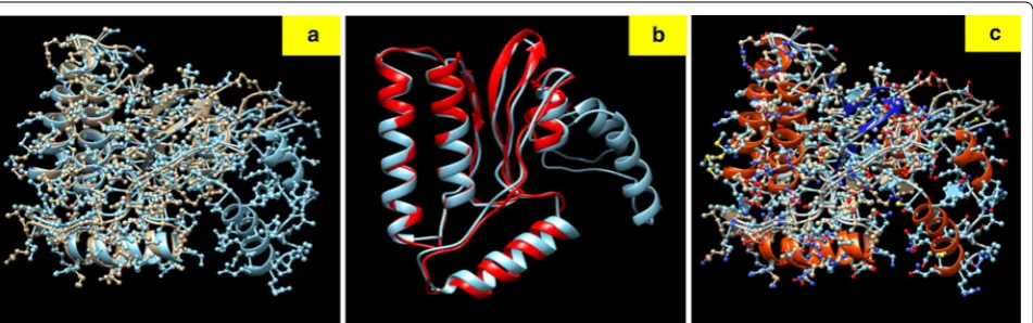 Fig. 4 Comparison between 3D models of SP8 and SP18 proteins. a Ball and stick models