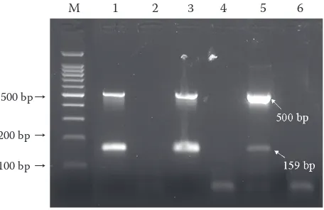 Figure 2. Results of optimised  Duplex PCR protocol detecting C. jejuni and C. coli