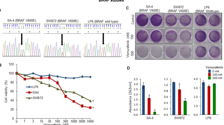 Figure 5: Functional analysis of altered BRAF gene in LPS cell lines.  A. Sanger sequencing analysis of oncogenic BRAF  (V600E) mutation in the LPS cell lines