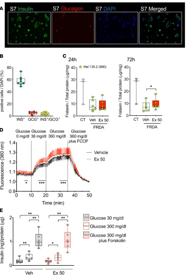 Figure 3. Frataxin expression and function of an FRDA patient’s iPSC-derived pancreatic β cells treated with exenatide