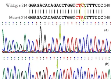 Figure 1. Partial sequence of BMP15 (exon II) and T to G transition in heterozygote goat.