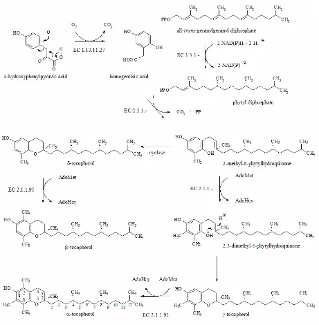 green parts of higher plants, and is synthesised and localised mainly in plastids, whereas gener-Figure 10Sonnewald 2003)