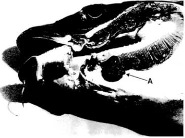 Fig. 1. Cod infected with Lernaeocera branchialis (A) with developed "egg" strings 