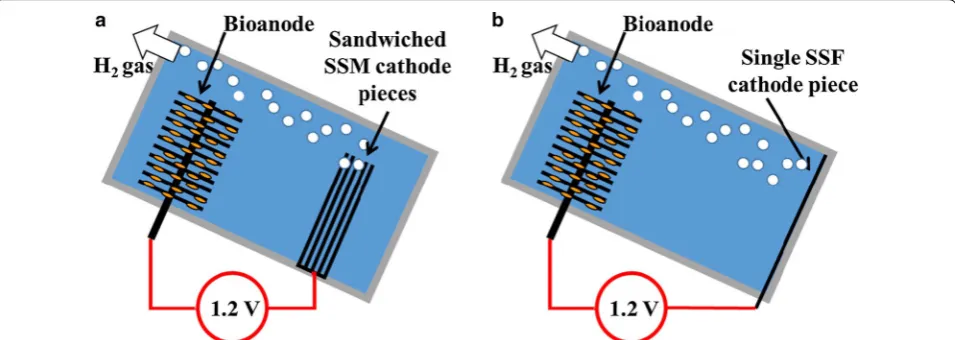 Fig. 1 a Schematic diagram of MEC constructed with the SSM cathode (5 SSM pieces). b Schematic diagram of MEC with the SSF cathode