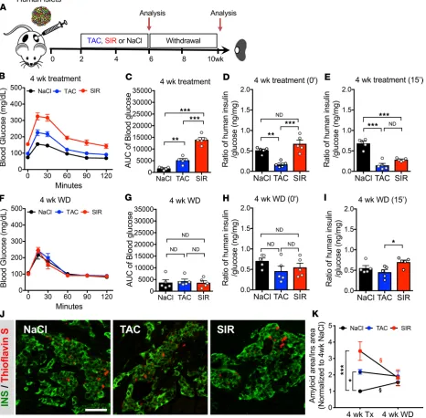 Figure 3. Impaired βTAC, or SIR for 4 weeks, followed by withdrawal (WD) for 4 weeks. ( cell function by either TAC or SIR normalizes after 4 weeks of withdrawal