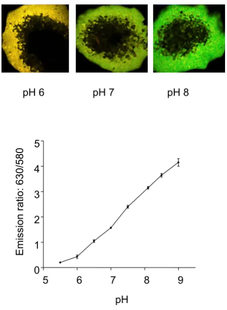 Figure 1changes in intracellular pHChanges in emission fluorescence of SNARF5, in response to Changes in emission fluorescence of SNARF5, in response to changes in intracellular pH: Islets loaded 