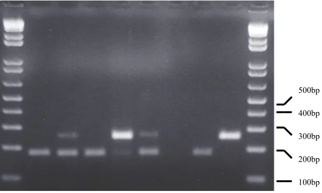 Figure 1. DPX RT-PCR results of bursa tissues from group 2, samples No. 5, 12 and 24. Two fragments hav-ing a length of 179 and 253 base pairs respectively, corresponding to D78 and DK01 are visible.