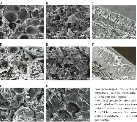 Figure 1. The SEM-microstructure of small bean seeds Raba var. (Phaseolus vulgaris) upon mild hydrothermal treat-ment