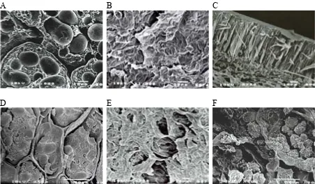 Figure 2. The SEM-microstructure of large bean seeds Eureka var. (Phaseolus coccineus) upon mild hydrothermal treatment