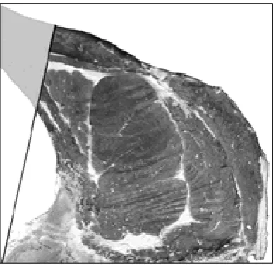 Figure 4. Area restricted by a line after Branscheid 