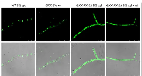 Fig. 6 Lipid production of the A. gossypii engineered strains. a Lipid quantification of the WT and the engineered strains grown during 3, 5 and 7 days in media containing the indicated carbon sources