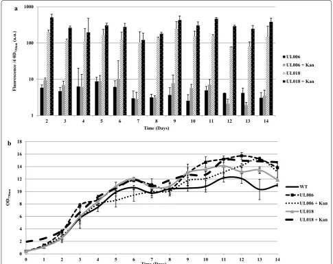 Fig. 3 Stability of UL018 YFP fluorescence over 14 days without selective pressure. a Relative fluorescence measurements over 14 days for UL006 (chromosomal Ptrc-YFP) and UL018 (pCA2.4 Ptrc-YFP) with and without kanamycin addition