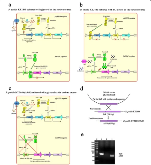 Fig. 1 The hypothetic schematics of regulatory networks of glycerol and lactate metabolism in KT2440 (Δthe other hand, the expressions of expression is occurring when the strain cultured in MSM with P