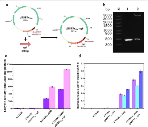 Fig. 2 Construction of the the plasmid pBSPPc(electron acceptor and 20 mM RgDAAO-VHb as the template; vgb expressing vector and comparisons of iLDHs activities and biotransformation rates toward pyruvate production between different P