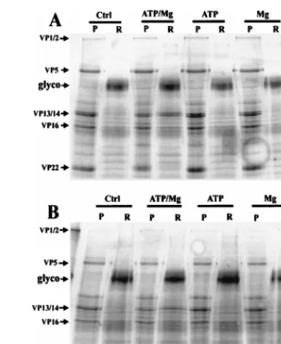 FIG. 1. SDS-PAGE analysis of HSV-1 in vitro tegument release assay. wtand UL13 mutant (B) viruses were detergent treated and incubated at 37°C for30 min in the presence or absence of 1 mM ATP and/or 1 mM magnesiumchloride
