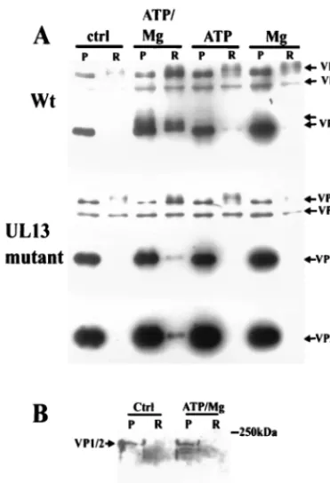 FIG. 2. Western blotting analysis of in vitro tegument release assay. (A) Thesamples (pelleted [P] and released [R] material) shown in Fig