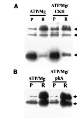 FIG. 7. CKII but not PKA can promote VP22 release in UL13 mutant virionsin vitro. ATP-Mg-dependent VP22 release in vitro was severely impaired in