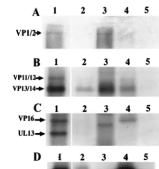 FIG. 9. EndoC mapping and phosphoamino acid analysis of in vitro-phos-phorylated VP22