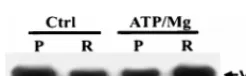 FIG. 11. ATP-Mg upregulates the release of the EHV-1 tegument proteinVP10 in vitro. SDS-PAGE and Western blot analysis of EHV-1 was used in the