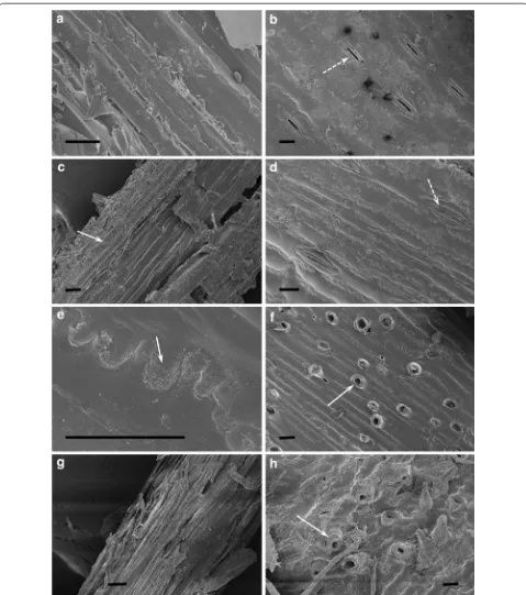 Fig. 7 SEM images of untreated CS (a, b), pretreated CS (c, d, e, f) and pretreated CS followed by water‑washing (g, h)
