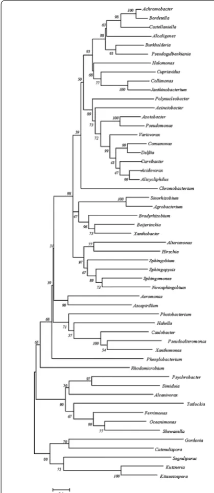 Fig. 5 Evolutionary relationships of C4-LysR in various microbial gen-era. The location of Pseudomonas in the tree is marked