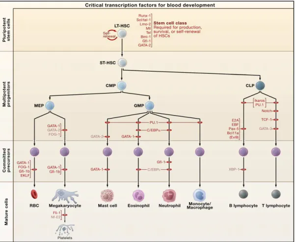 Figure 2: Transcription Factors during blood cell development.   