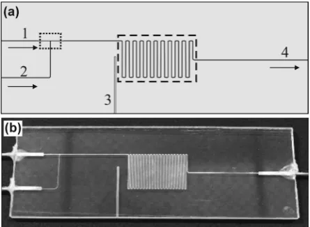 Figure 2. (a) Chip design and schematic illustration of the microfluidic device: inlets for outlet (4), the T-junction for droplet generation (marked by dotted line) and the storage the dispersed and continuous phase ((1), (2)), channel to insert a thermoc