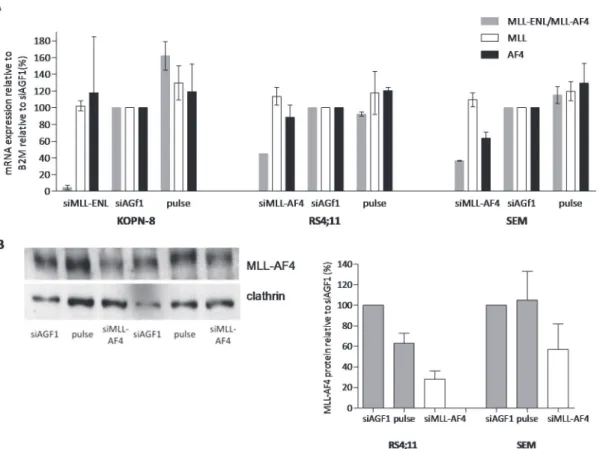 Fig 1. siRNA-mediated knock-down significantly decreases MLL fusion expression levels