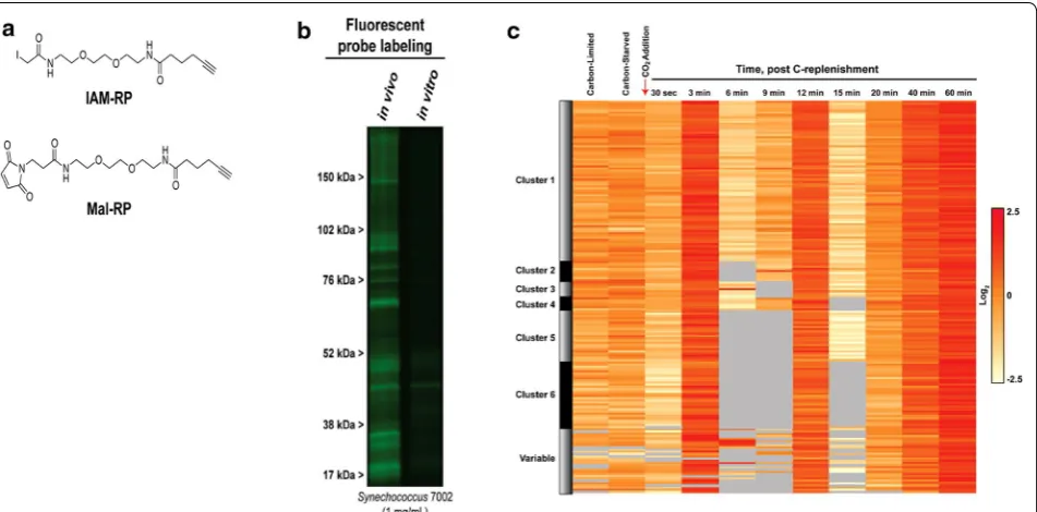 Fig. 3 ABPP developments for live cell profiling of protein cysteine thiol redox dynamics