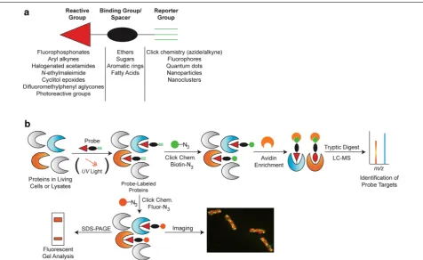 Fig. 1 Multimodal measurements enabled by ABPP. a Generic format of an activity-based probe, including a reactive group for irreversible binding to an enzyme target, a binding group that biases the probe toward a particular class of enzymes and/or a spacer