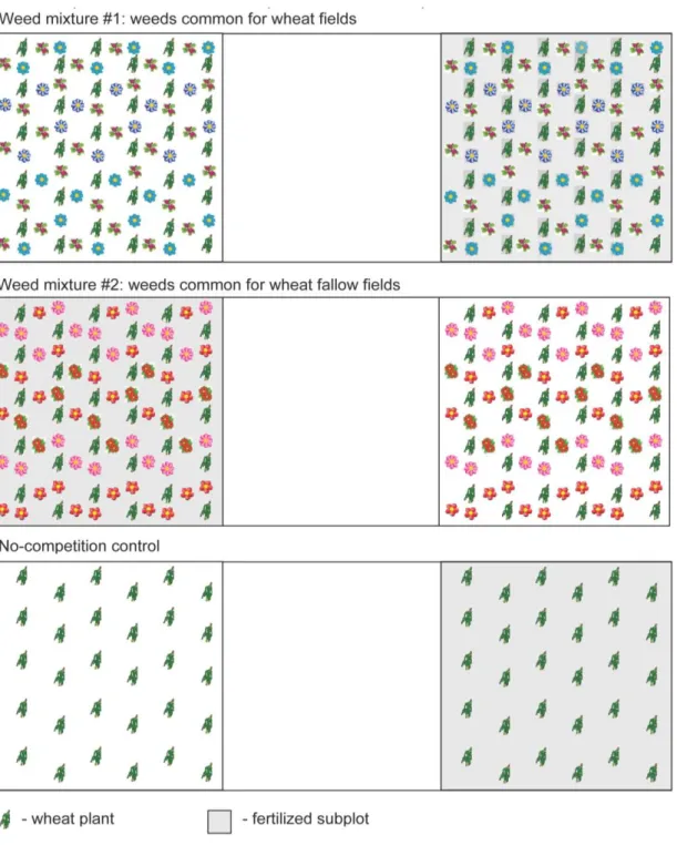 Figure S1. Sc heme of the “weed” experiment. The scheme shows one of the four field blocks  consisting  of  three  plots  in  which  either  the  wheat  plants  were  planted  into  the  two  different  weed  communities  or  the  wheat  plants  were  grow