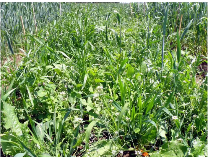 Figure S2. Photograph of the weed mixture plot with wheat plants. 