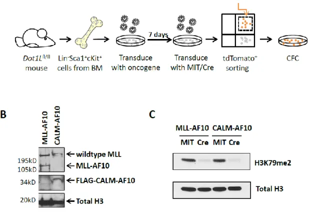 Figure  3-1  Cre-mediated  deletion  of  Dot1l  leads  to  loss  of  H3K79me2  in  MLL-AF10  and  CALM-AF10  immortalized murine bone marrow cells 