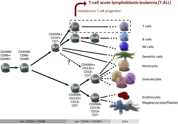 Figure  1.  Schematic  representation  of  human  hematopoiesis.  HSCs  in  the  bone  marrow  (left)  can  differentiate via several progenitor cell intermediates to terminally differentiated blood cells (right)