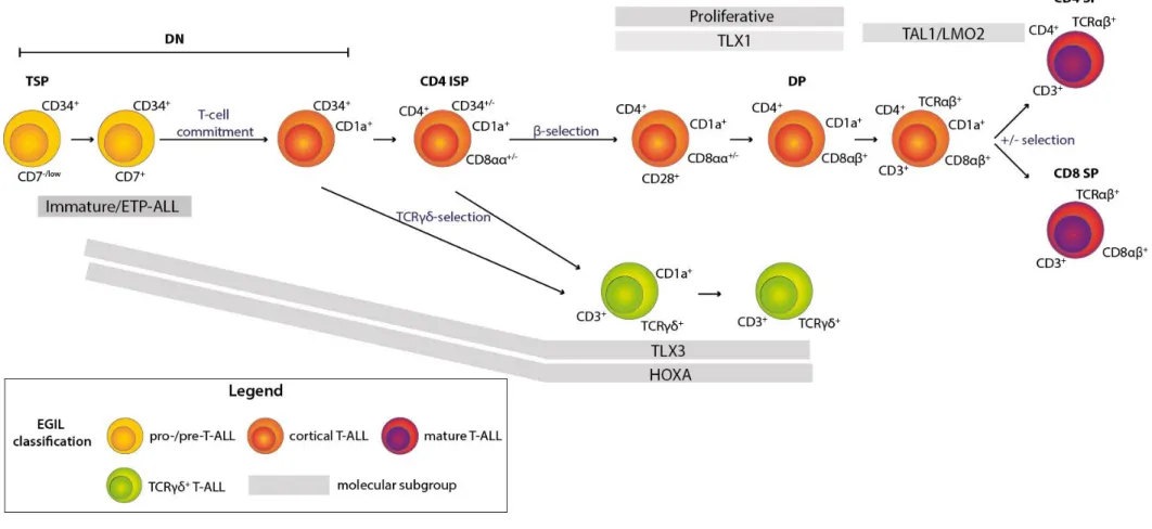 Figure 4. Schematic representation of T cell development and the association of T-ALL subgroups with the arrest at a particular developmental stage