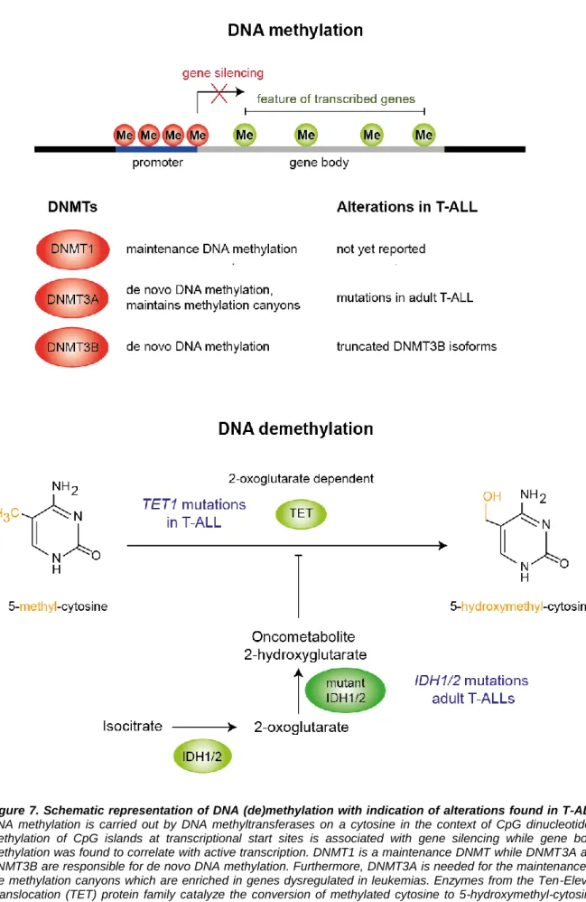 Figure 7. Schematic representation of DNA (de)methylation with indication of alterations found in T-ALL