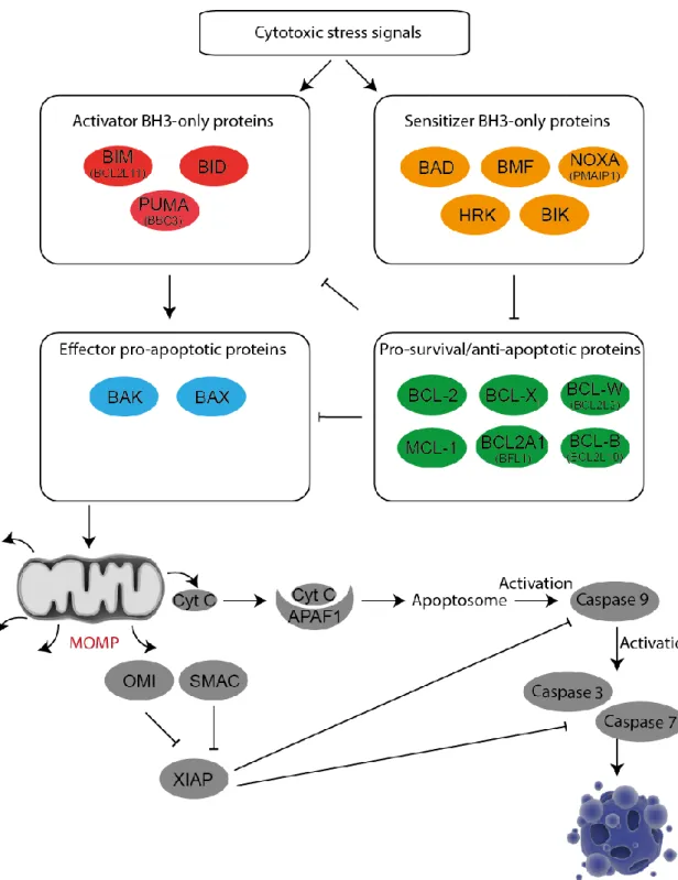 Figure  10.  The  BCL-2  family  of  proteins  controls  the  intrinsic  (mitochondrial)  pathway  of  apoptosis