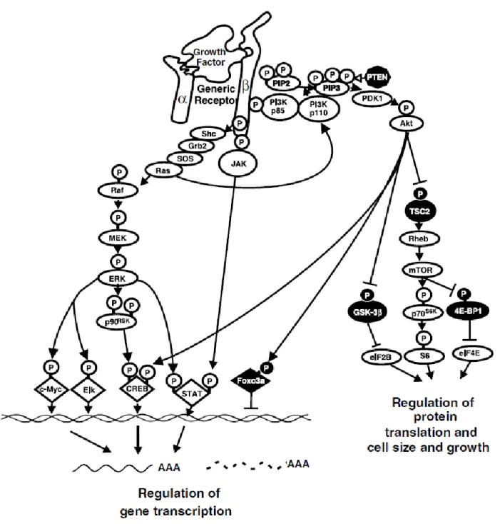 Figure 11. Overview of the PI3K/AKT/mTOR, RAS/RAF/MEK/ERK and JAK/STAT pathway.  The ligation of a  growth  factor  or  cytokine  to  its  receptor  activates  the  signaling  pathways