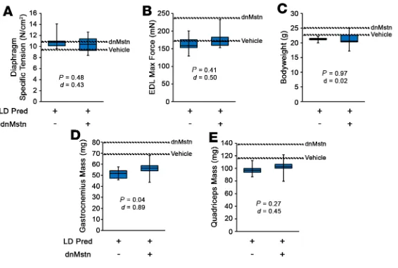 Figure 6. Low-dose prednisolone treatment does not unmask muscle hypertrophy when combined with myostatin inhibition